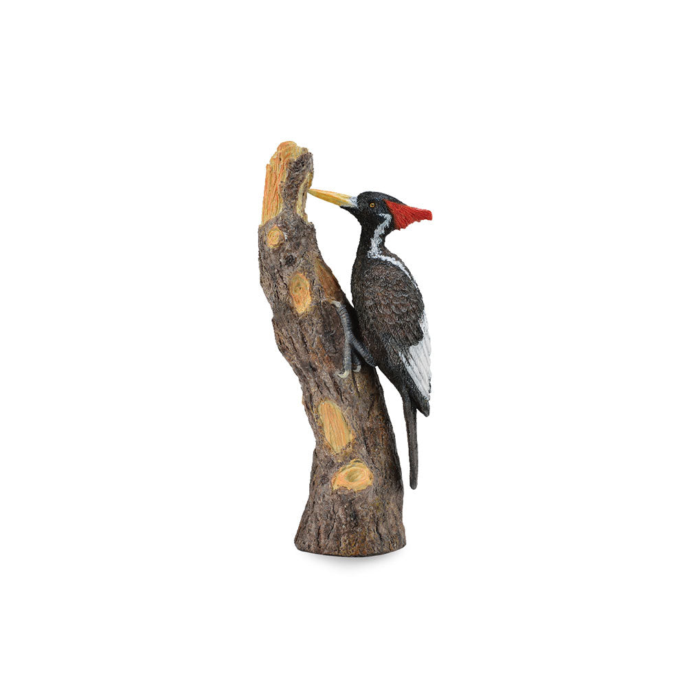 CollectA Ivory-Billed Woodpecker Figure (Large)